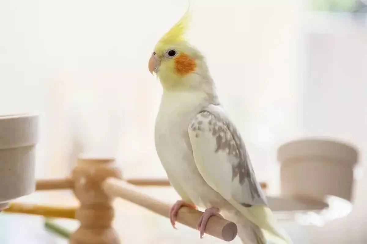 هلند4