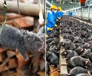 فرآوری موش؛ موش ها رو از جوب پیدا میکنن میبرن کارخانه میشورن و میکشن تا بخورن