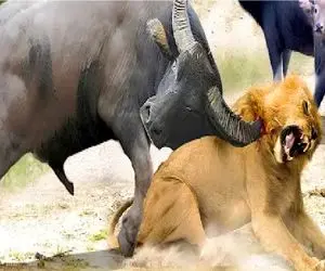 جذابیت حیات وحش / شاخ بوفالو قصه‌ی شیر رو بست