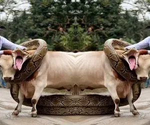 بدایع حیات وحش؛ پیتون غول دده پیچید دور گاو نر سفید گاوچرون سعی کرد نجاتش بده