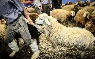 قیمت دام زنده امروز ۵ آبان 1404 / گوساله کاهش یافت + جدول