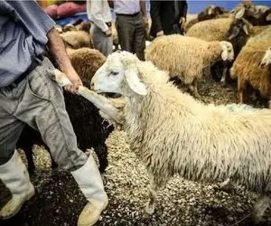 قیمت دام زنده امروز ۵ آبان 1404 / گوساله کاهش یافت + جدول