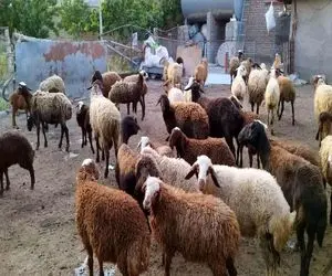 قیمت دام زنده امروز ۱۱ دی ۱۴۰۳/ نرخ گوساله در تهران به محدوده ۲۰۰ هزار تومان رسید