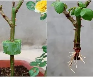 ایده های خلاقانه؛ گل رز رو چطور تکثیر بزنیم؟ روی آلوئه وار قلمه بزن عالی میشه