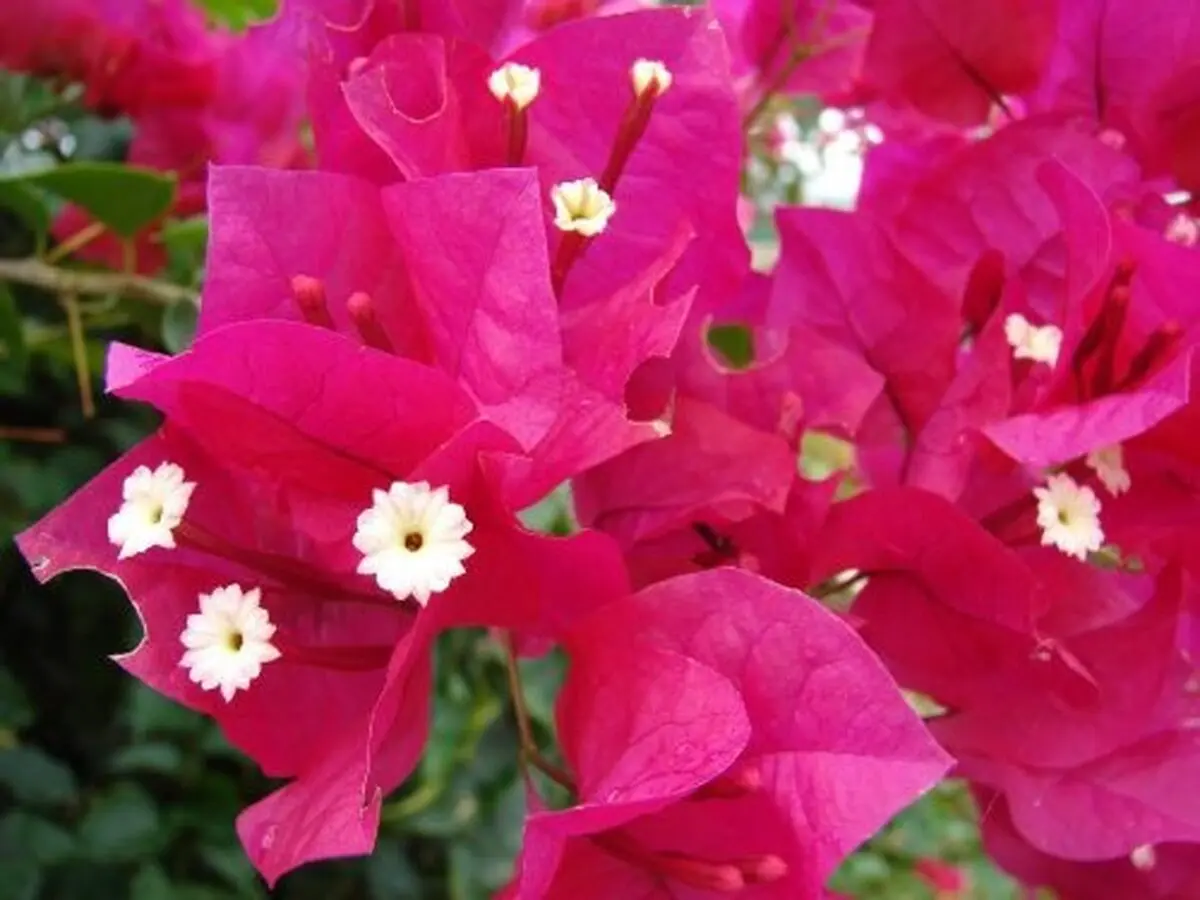 گیاهان گلدار مناسب بالکن