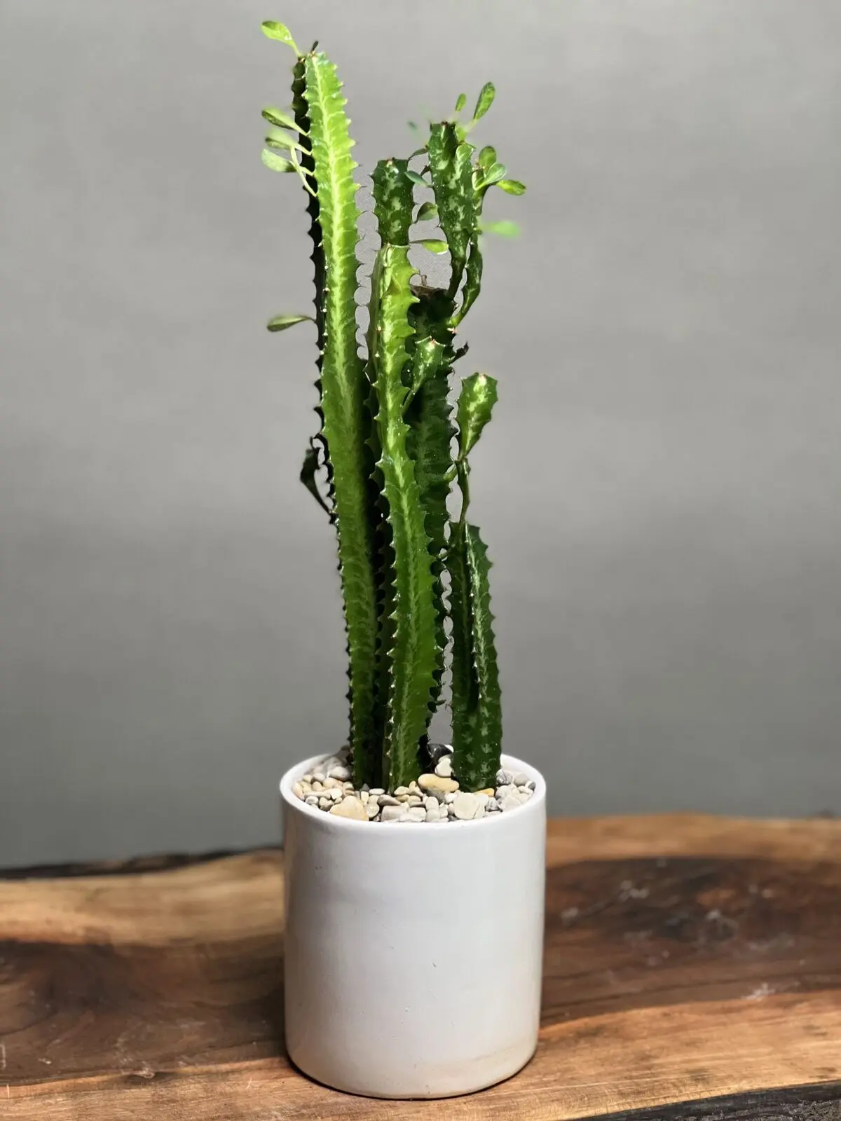 Cactaceae-5