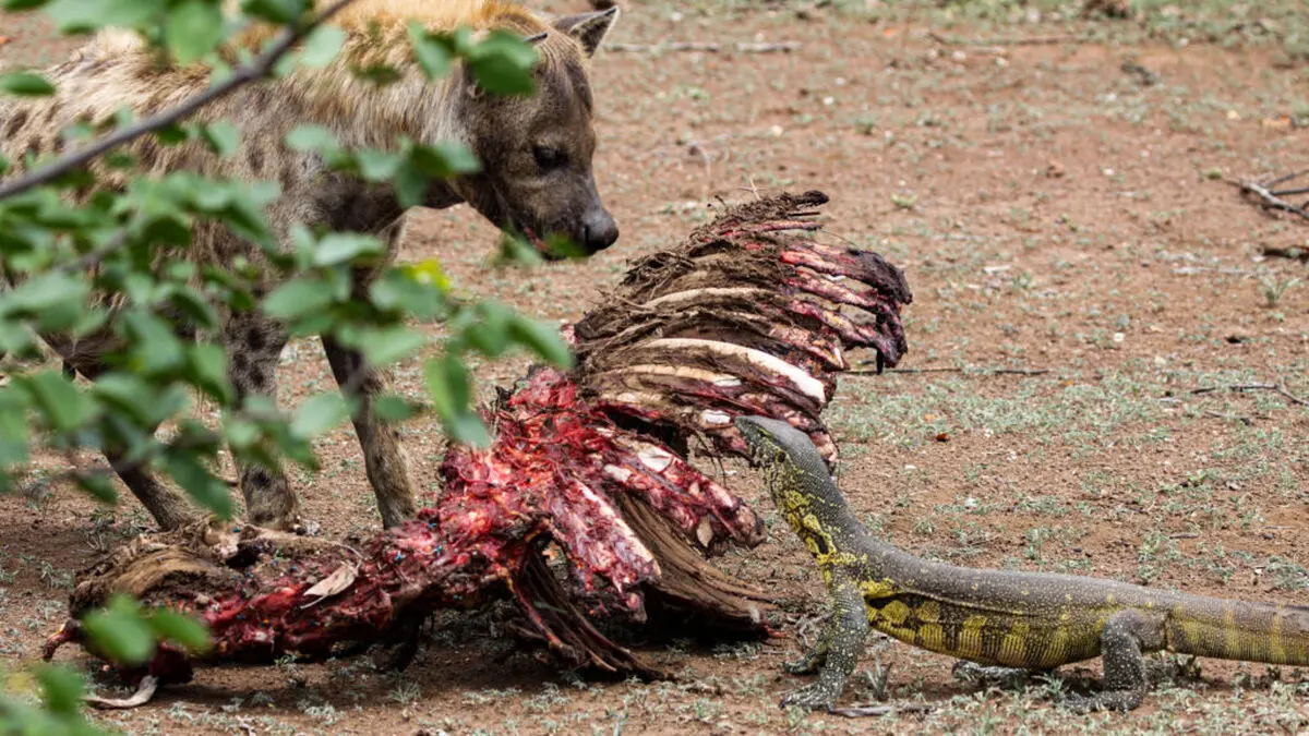 Nicola-Marneweck-5.-Brave-Monitor-and-Surpised-Hyena-1024x576