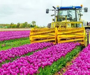 کشاورزی نوین؛ کشت 2000000000 گل لاله در رنگ های مختلف در شرایط گلخونه ای