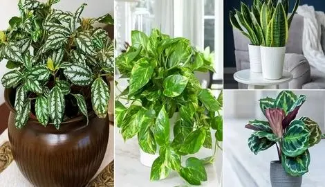 گیاهان مقاوم به کم آبی مخصوص افراد پر مشغله و بی حوصله برای آبیاری مداوم گل ها 