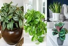 گیاهان مقاوم به کم آبی مخصوص افراد پر مشغله و بی حوصله برای آبیاری مداوم گل ها 