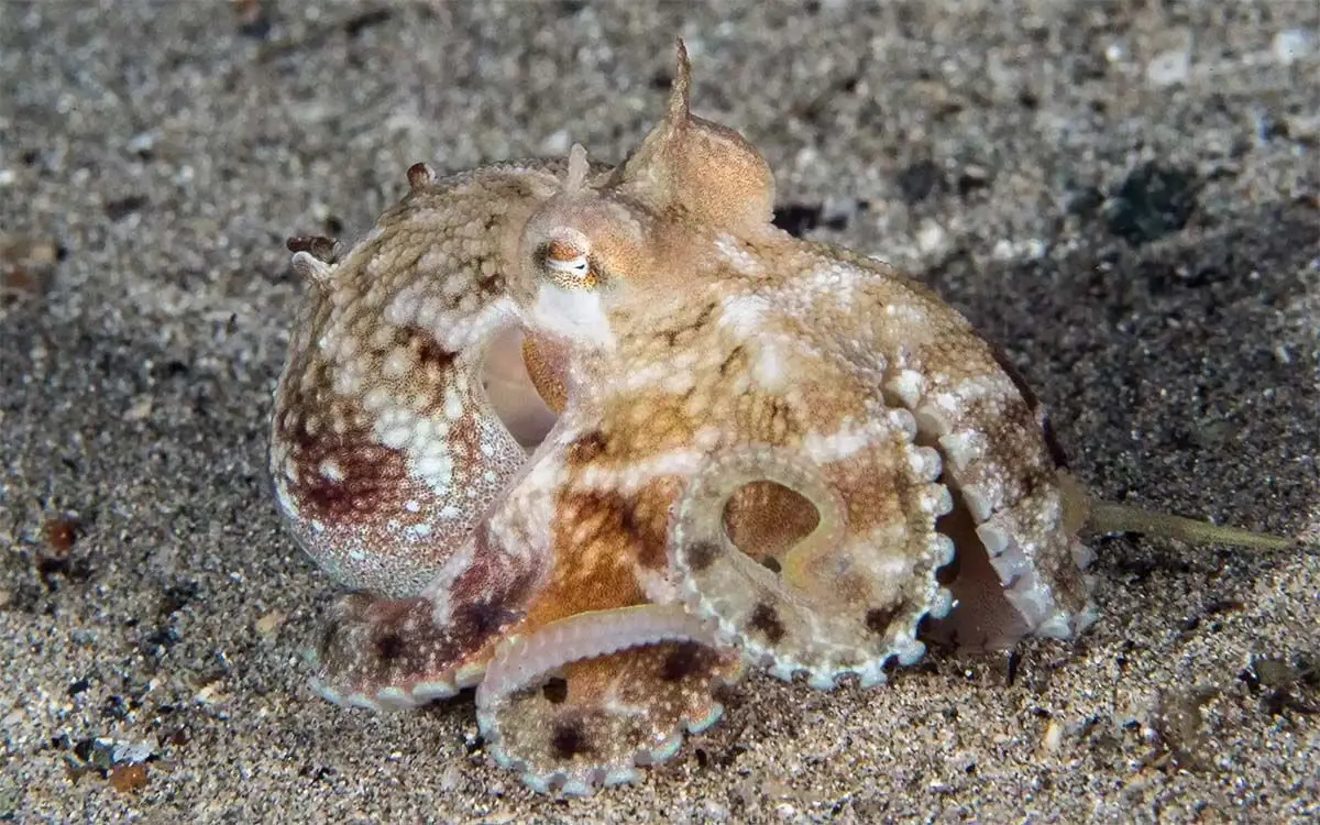 beautifulsea.coconutoctopus-5b6589721d534e7386e6253dedfe94fd