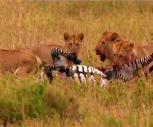 مستند حیات وحش؛ شیر با جویدن خرخره خر راه راه غذای گله را تامین کرد