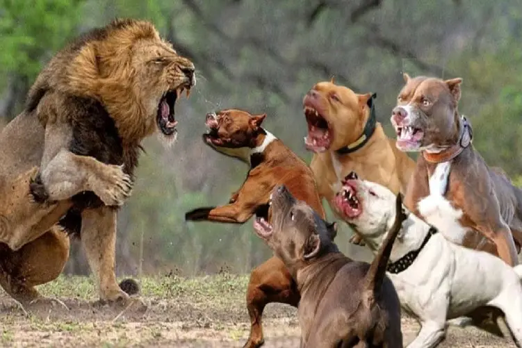 مبارزه حیات وحش/ سگ پیتبول؛ شیر