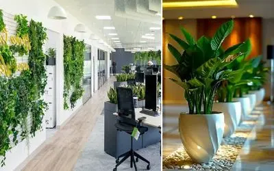 گیاهان آپارتمانی مناسب محل کار فاقد نور طبیعی؛ قشنگایی که تو تاریکی خم به ابرو نمیارن