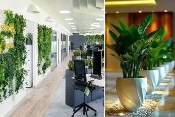 گیاهان آپارتمانی مناسب محل کار فاقد نور طبیعی؛ قشنگایی که تو تاریکی خم به ابرو نمیارن