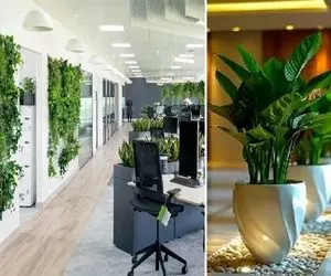 گیاهان آپارتمانی مناسب محل کار فاقد نور طبیعی؛ قشنگایی که تو تاریکی خم به ابرو نمیارن