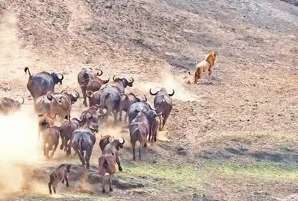 شیر پیر به گله گاومیش ها نزدیک شد؛ همه با هم او را فراری دادند