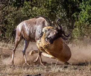 مستند حیات وحش؛ گوزن وحشی و شیر