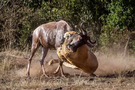 مستند حیات وحش؛ گوزن وحشی و شیر