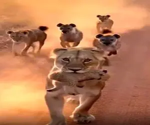 معماری طبیعت؛ شیر استرس بچه اشو داشت همین که خیالش از بابتش راحت شد کفتارها رو سایید