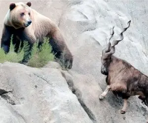 مستند حیات وحش؛ خرس صفر و صدشو گذاشت بازی جاذبه رو از بز ببره