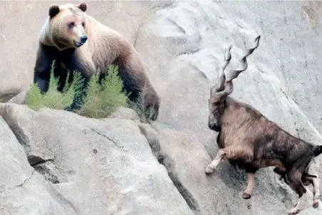 مستند حیات وحش؛ خرس صفر و صدشو گذاشت بازی جاذبه رو از بز ببره