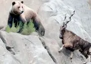 مستند حیات وحش؛ خرس صفر و صدشو گذاشت بازی جاذبه رو از بز ببره