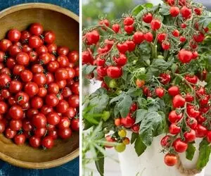 طریقه کاشت گوجه گیلاسی تو گلدان؛ گوجه فرنگی قرتی که جون میده واسه دیزاین سالاد و غذا