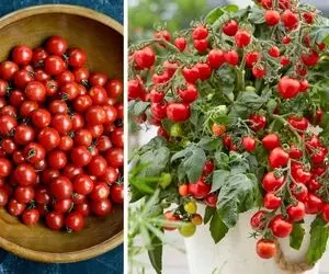 طریقه کاشت گوجه گیلاسی تو گلدان؛ گوجه فرنگی قرتی که جون میده واسه دیزاین سالاد و غذا