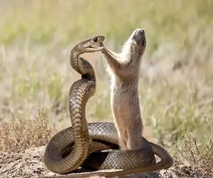 مستند حیات وحش؛ مار کبری نشست به عزای گربه که کشته