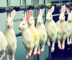 فرآوری خرگوش؛ پوست خرگوشو وقتی زنده اس میکنن با خردل مزه دار میکنن میذارن تو باربیکیو