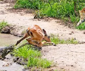 بدایع حیات وحش؛آقای تمساح سوسکی لا خزه آب قایم میشه آهو بیخبر حین آب خوردن خفت میکنه