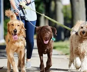 افزایش حیوان گردی در سایه چشم و هم چشمی