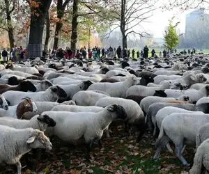 قیمت دام زنده امروز ۹ اردیبهشت ۱۴۰۵
