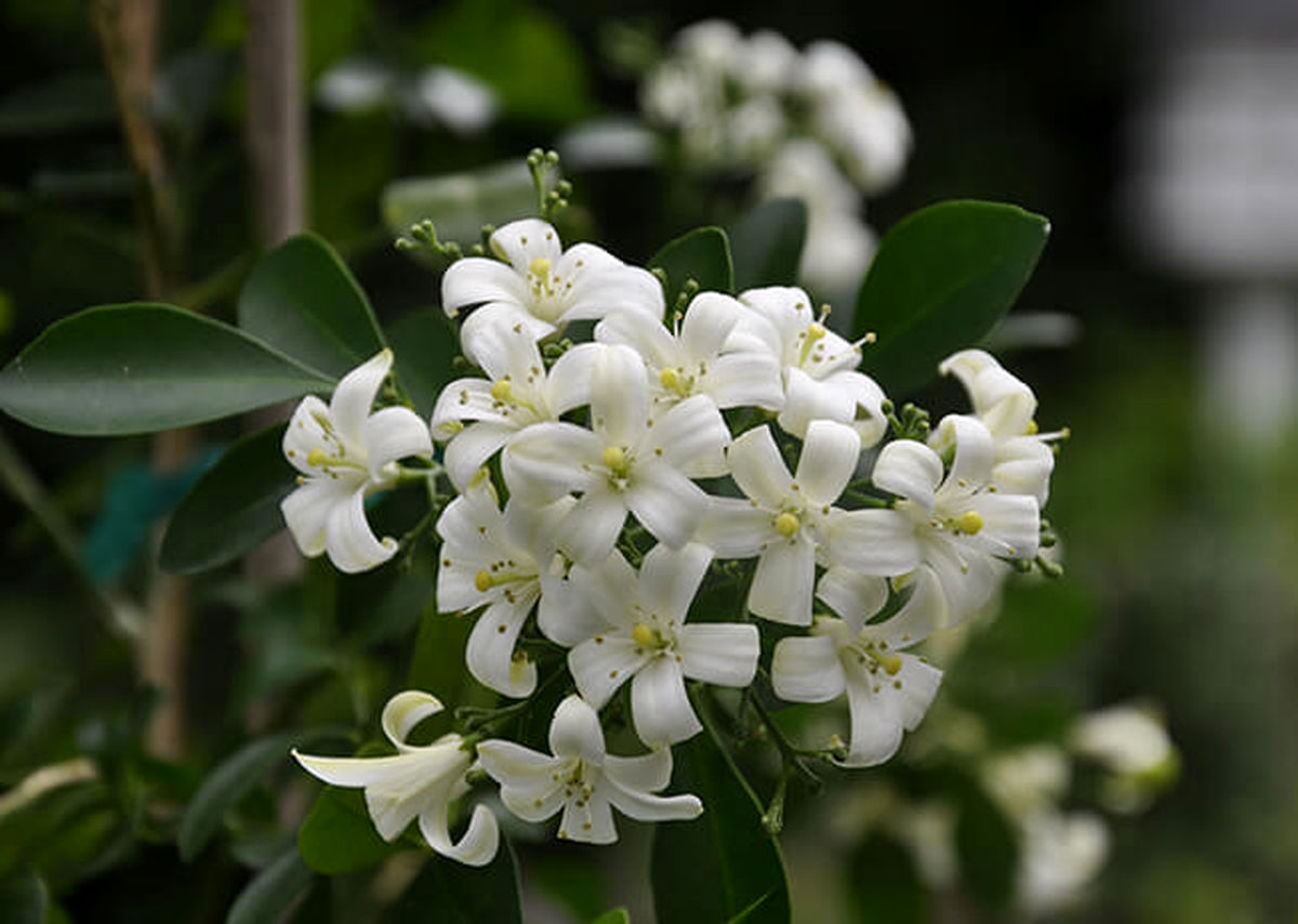 Night-flowering jasmine