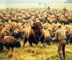 شاهکار حیات وحش؛ به گاو نر غذا ندادن رم کرد مردمو زخمی کرد با اسلحه نفله اش کردن