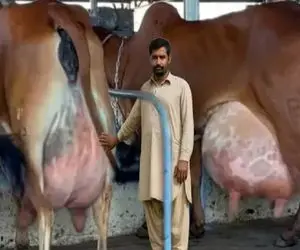 گاوهای باورنکردنی؛ گاو از بس شیرش زیاده موقع راه رفتن الان که ملق بشه