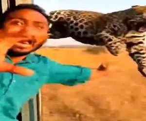 معماری طبیعت؛ تو جنگل هم تورم زیاد شده وضع اقتصادی بده وگرنه پلنگ این کارو نمیکرد