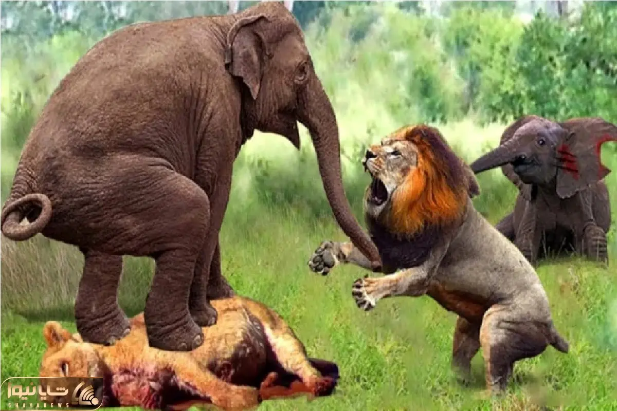 حیات وحش مصنوعی/فیل با خرطومش،شیر زبل رو فیتیله پیچ کرد