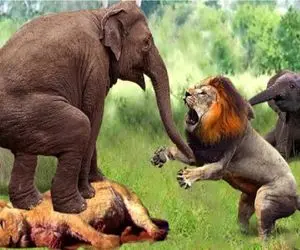 حیات وحش مصنوعی/فیل با خرطومش،شیر زبل رو فیتیله پیچ کرد