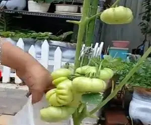 کشاورزی نوین؛ با مشما یه کار کردن گوجه های کال یه شب تا صبح برسن و بشن قرمز و لذیذ