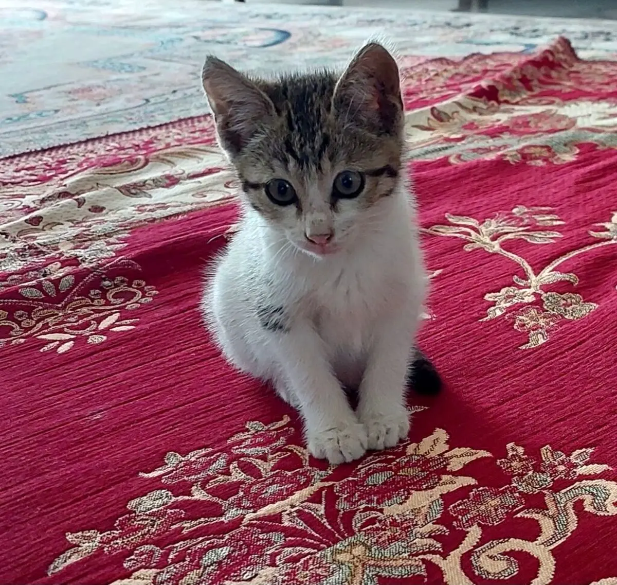 374f814d0d545d6c263f734fa3a06ec4__chImage-1-1024x971