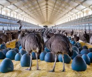 فرآوری شترمرغ؛ شتر مرغ استرالیایی 50 تاتخم 2 زرده آبی میذاره یه هفته رشد میکنه