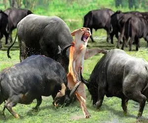 صحنه دهشتناک؛ 6 تا بوفالو سفاک شیر مفلوک که به گله شون شبیخون زد رو شرحه کردن