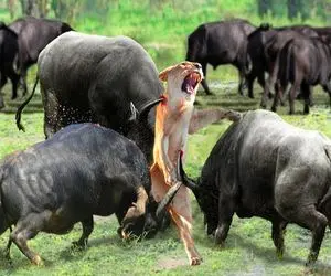 صحنه دهشتناک؛ 6 تا بوفالو سفاک شیر مفلوک که به گله شون شبیخون زد رو شرحه کردن