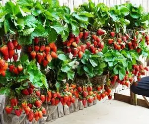 کشاورزی خلاقانه؛ باغچه نداری تو بطری های آب معدنی توت فرنگی بکار آویزونش کن محشر میشه