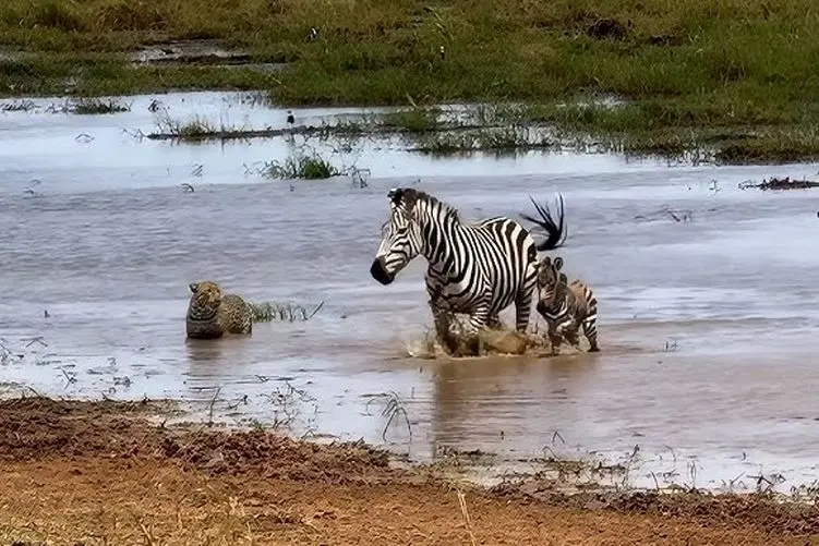 مستند حیات وحش؛ گورخر نگذاشت که بچه اش بشه ناهار یک گوستخوار