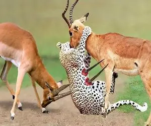 شاهکار حیات وحش؛ مادر آهو برای نجات جون بچش شاخ 12 متریشو فرو کرد تو شکم پلنگ دد