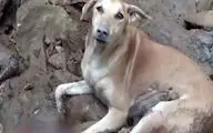 تلاش ستودنی این سگ برای خارج کردن توله هایش از زیر آوار زلزله ترکیه