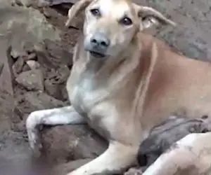 تلاش ستودنی این سگ برای خارج کردن توله هایش از زیر آوار زلزله ترکیه